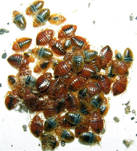 The Worst Bed Bug Infestation Caught On Video Part Bed Bug Guide