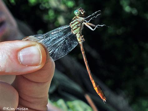 Russet Tipped Clubtail