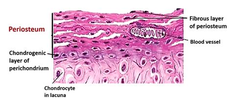 Cartilage