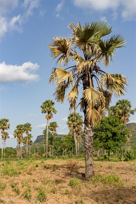 West Africa S Borassus Palm The Hauns In Africa