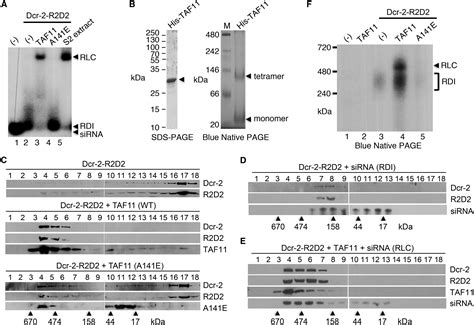 Taf11 Assembles The Risc Loading Complex To Enhance Rnai Efficiency