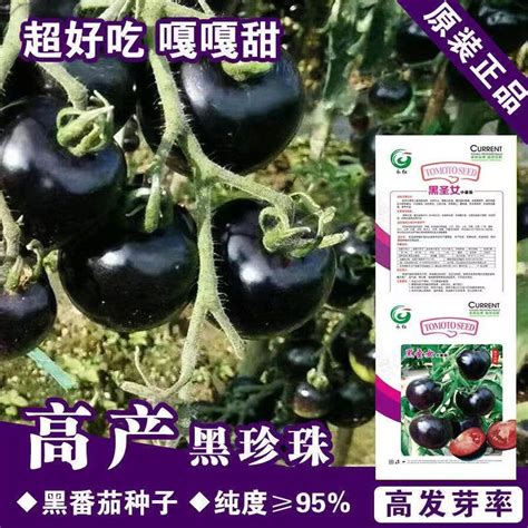 黑珍珠樱桃番茄种子四季阳台盆栽易种植黑宝石番茄水 Shopee Malaysia