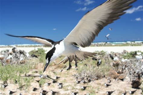 Sooty tern,flying,bird,wildlife,seabird - free image from needpix.com