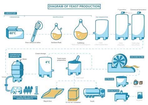 Science Of Yeast Bread