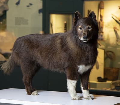 Genome of famed sled dog Balto reveals genetic adaptations of working dogs