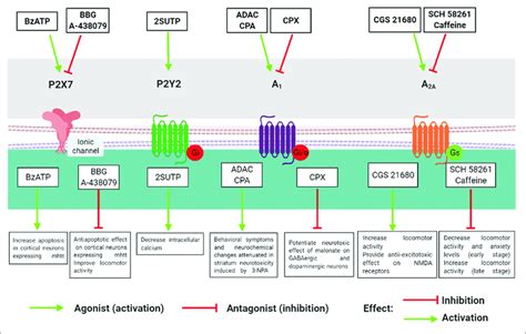 Effects Of P2 And P1 Agonists And Antagonists In Models Of