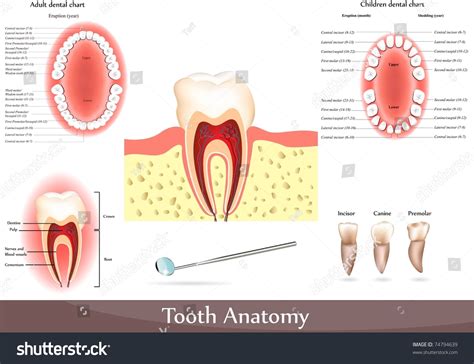 Vektor Stok Great Collection Tooth Anatomy Detailed Diagrams Tanpa