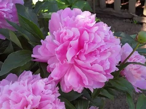 20 Peony Varieties You Can Grow at Home - Happy DIY Home