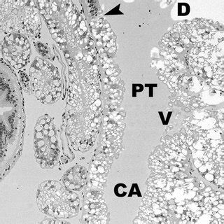 Histological Section Of Macrobrachium Amazonicum Hepatopancreas H E