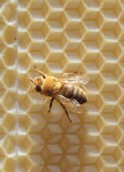To Bee He Or She Honeybees Use Novel Sex Setting Switch