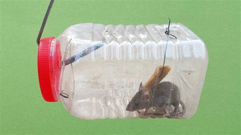 Diy Rat Trap Humane Best Idea Diy