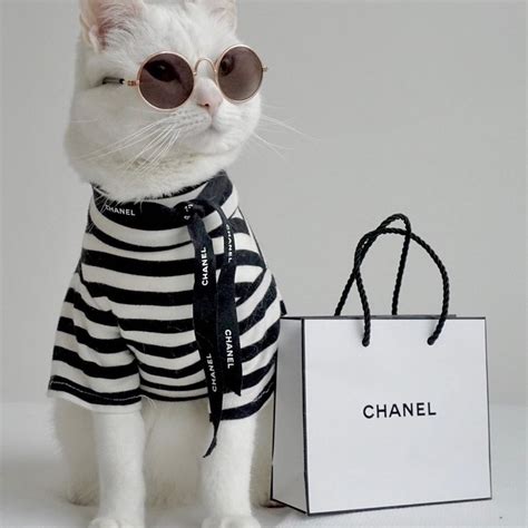 Zappathecat Chanel Cat Mom Cat Aesthetic Cute Cats