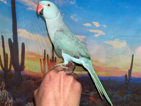 Blue Indian Ringneck for sale - ParrotCrown.com