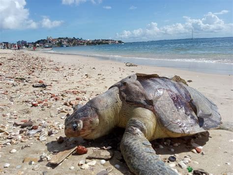 Tartaruga Morta Achada Na Praia Da Ribeira Em Salvador Bahia G