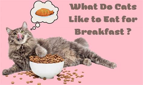 What Do Cats Like To Have For Breakfast? - The Petster