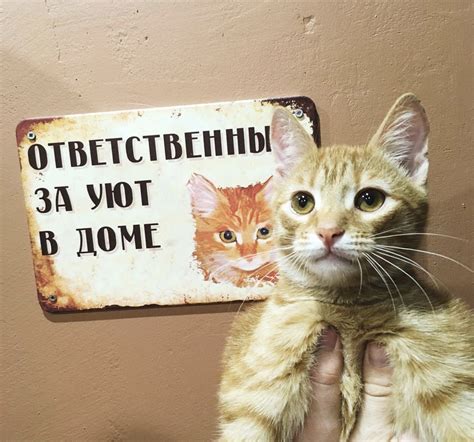 Таблички ЗЛОЙ КОТ в ассортименте. Купить