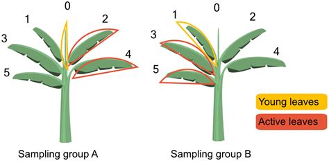 Frontiers 13c Labeling Unravels Carbon Dynamics In Banana Between Mother Plant Sucker And