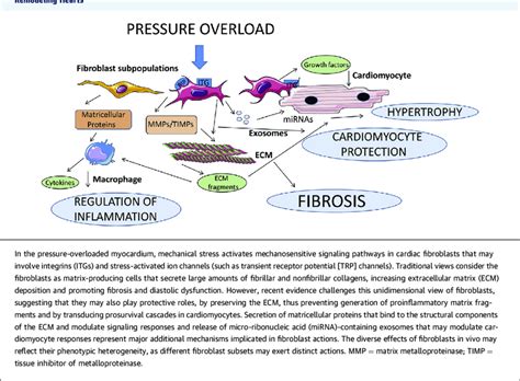 The Phenotypic Heterogeneity of Cardiac Fibroblast Populations May ... 