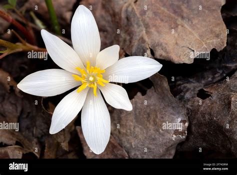 Bloodroot Flower Sanguinaria Canadensis Holmes Educational State