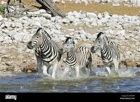 Zebras running hi-res stock photography and images - Alamy