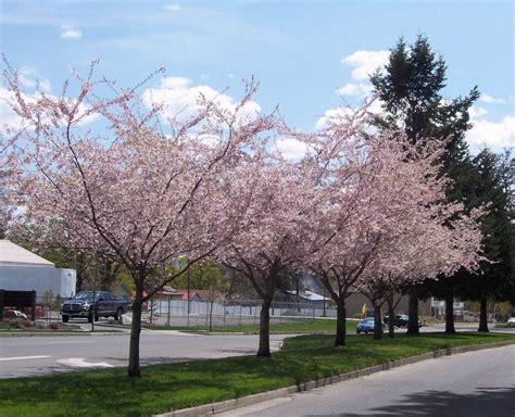 Autumnalis Flowering Cherry Tree Live Plant Not Ship California