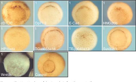 Figure From Defining Synphenotype Groups In Xenopus Tropicalis By Use