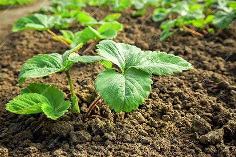 Premium Photo Young Strawberry Seedlings Grow On A Strawberry Patch Gardening And Strawberry