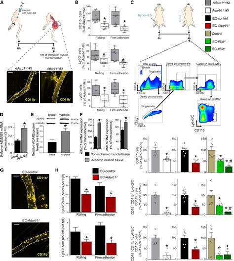 The Rna Editor Adar Promotes Immune Cell Trafficking By Enhancing