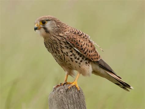 Kestrel Hovering: A Complete Guide | Birdfact