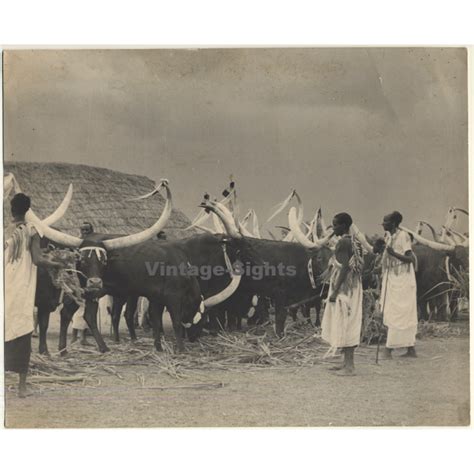 Sudan: Mundari Tribe & Decorated Cows / Ankole-Watusi (Large Vintage ...