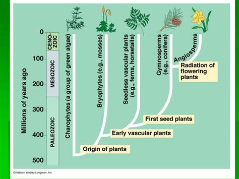 Vascular System In Plants Biology Plants Plants Vascular Plant