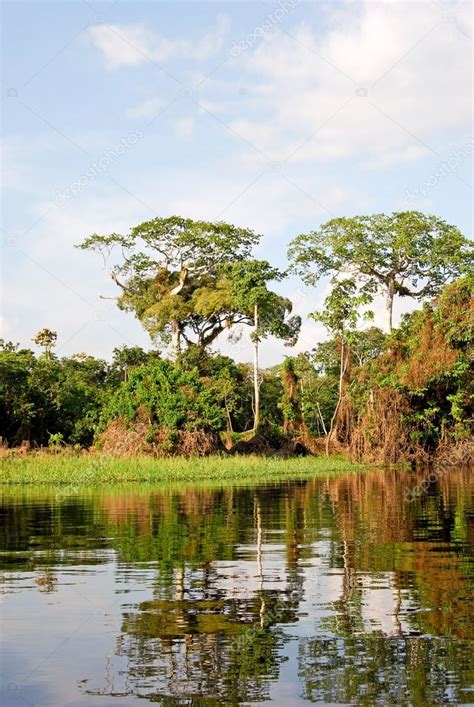 Amazon rainforest: Landscape along the shore of Amazon River near ...