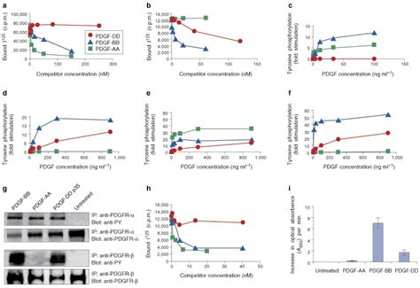 Pdgf Dd Binding Tyrosine Phosphorylation And Heterodimerization Of