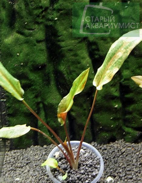 Cryptocoryne Wendtii Var Florida Sunset Московские Аквариумные Растения