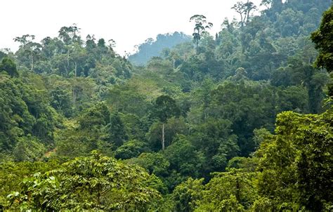 Kawasan Hutan Lindung Bukit Kandih Akan Dijadikan Pemukiman - infoSumbar