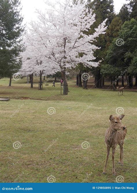 Cherry Blossoms Sakura and Deers in Nara Park, Japan Stock Image ...