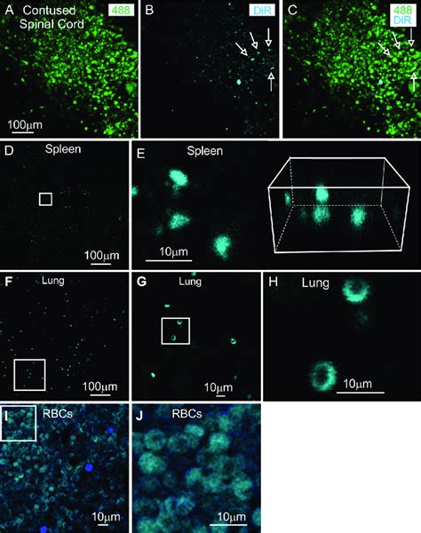 Exosome Detection In Situ A C Two Photon Confocal Micrographs Of