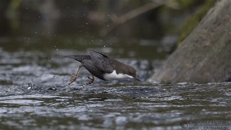 Flying Dippers | Lensman - Lennart Hessel Photography