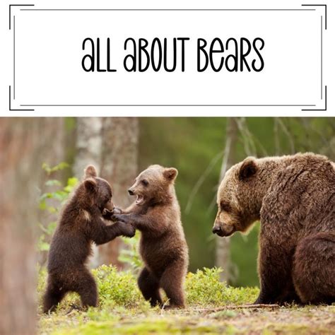 Bear Facts for Kids Archives - Forgetful Momma Shop