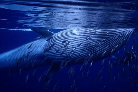 Brydes Whales Archives • Marine Conservation Ecology Lab