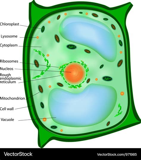 Plant cell Royalty Free Vector Image - VectorStock