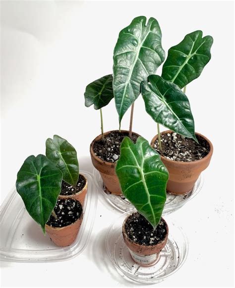 Alocasia Propagation with Corms: Video Tutorial & Easy Instructions ...