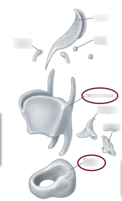 Cartilage of Larynx Diagram | Quizlet