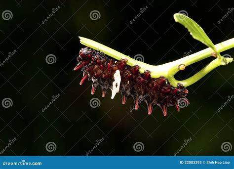 Butterfly larva stock image. Image of grub, plant, green - 22083293