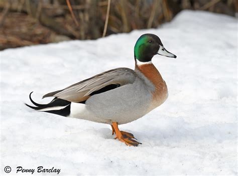 Hybrid Northern Pintail Mallard Penny Barclay Flickr