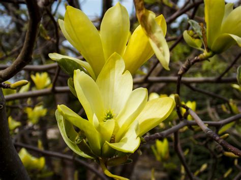 magnolia tree buy 3