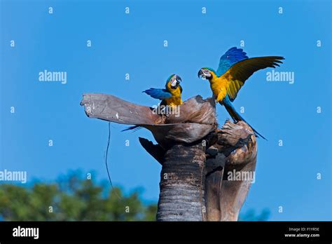 Blue And Yellow Macaw Blue And Gold Macaw Ara Ararauna Couple At Nest