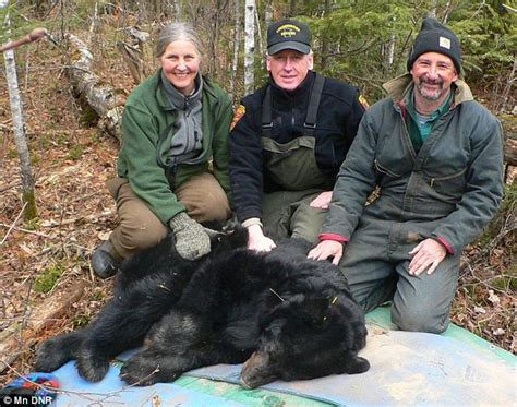 Bear No56 The Worlds Oldest Known Wild Black Bear Dies Of Old Age