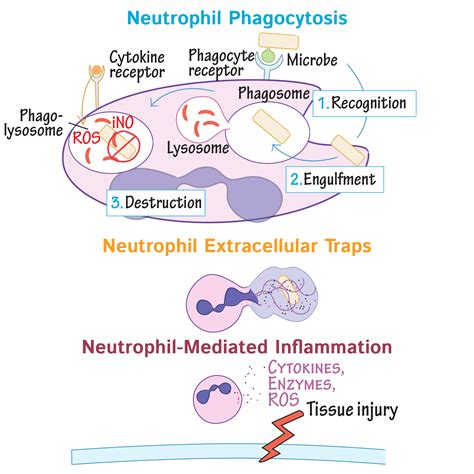 Immunology/Microbiology Glossary: Neutrophil Actions | Draw It to Know It