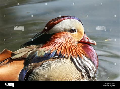 A Portrait Of A Mandarin Duck Up Close Beauty In Nature Stock Photo